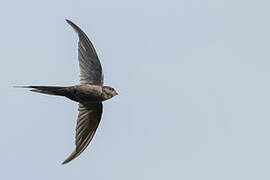 African Palm Swift