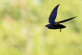 Philippine Spinetail