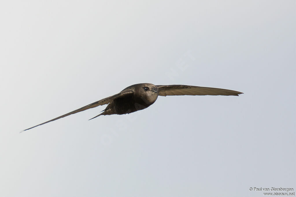 African Black Swiftadult