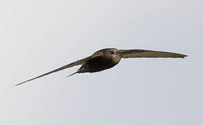 African Black Swift