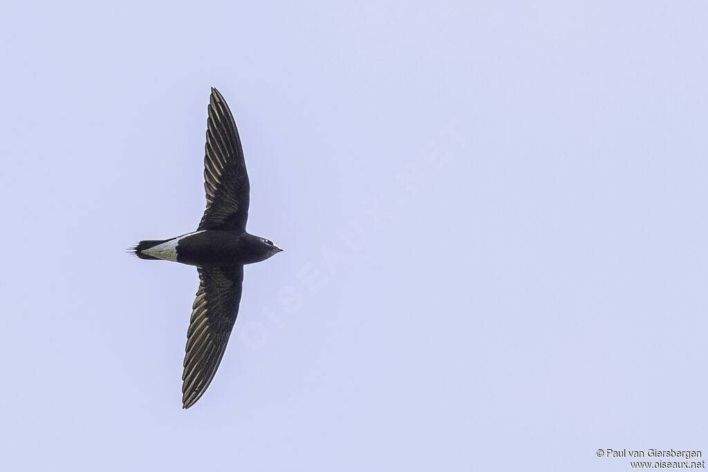 Brown-backed Needletailadult