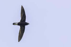 Brown-backed Needletail