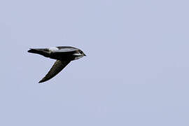 House Swift