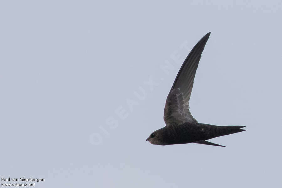 Malagasy Black Swiftadult