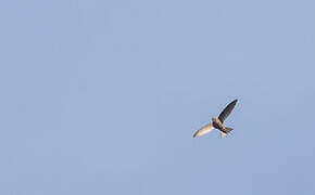 Mottled Swift