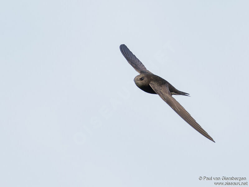 Common Swiftadult