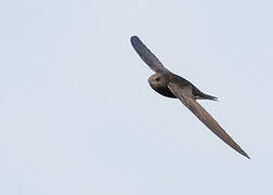 Common Swift