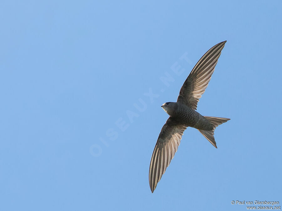 Pallid Swiftadult