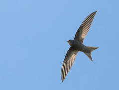 Pallid Swift