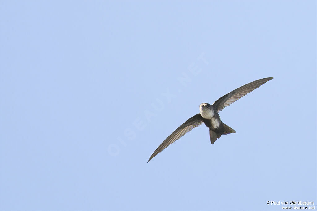 Antillean Palm Swiftadult