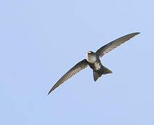 Antillean Palm Swift