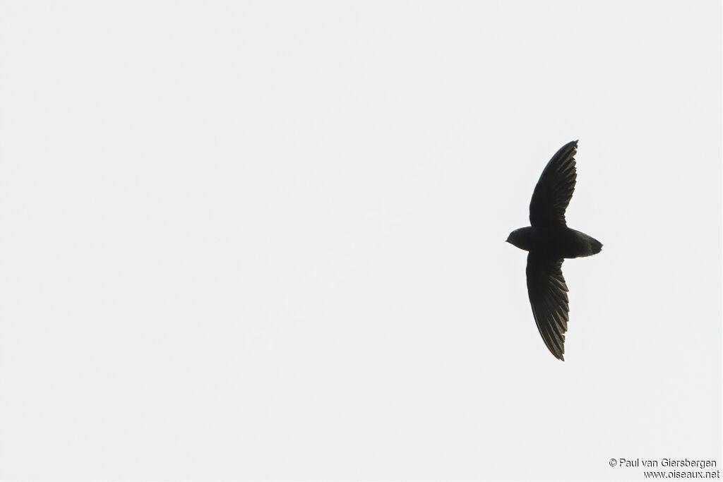 Short-tailed Swiftadult