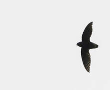 Short-tailed Swift