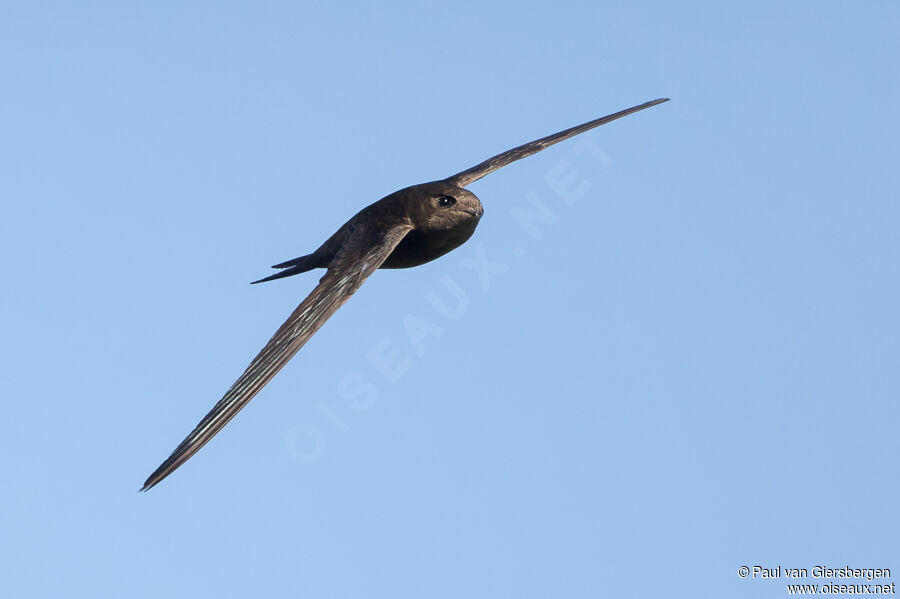 Plain Swiftadult