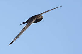 Plain Swift