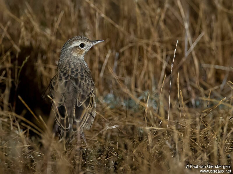 Brown Songlark