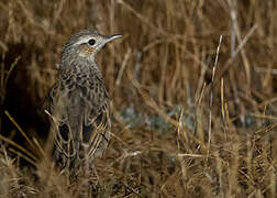 Brown Songlark