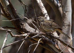 Rufous Songlark