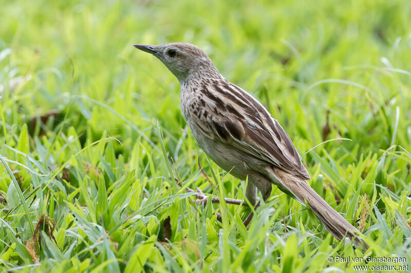 Striated Grassbird