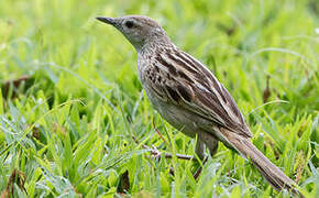 Striated Grassbird