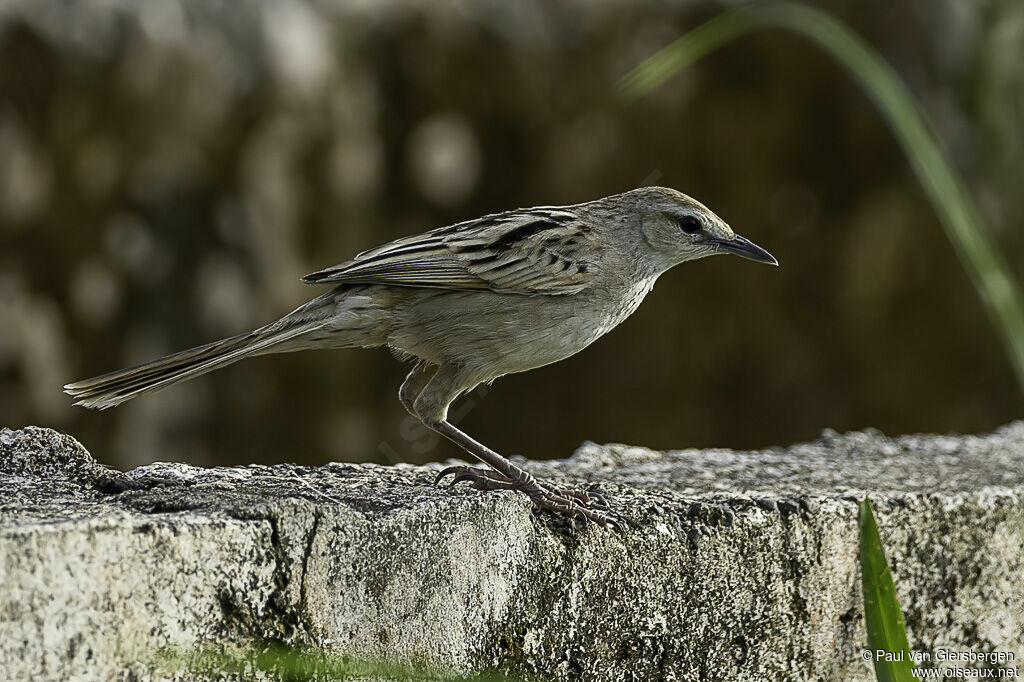 Mégalure des maraisadulte