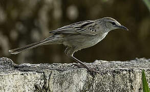 Striated Grassbird