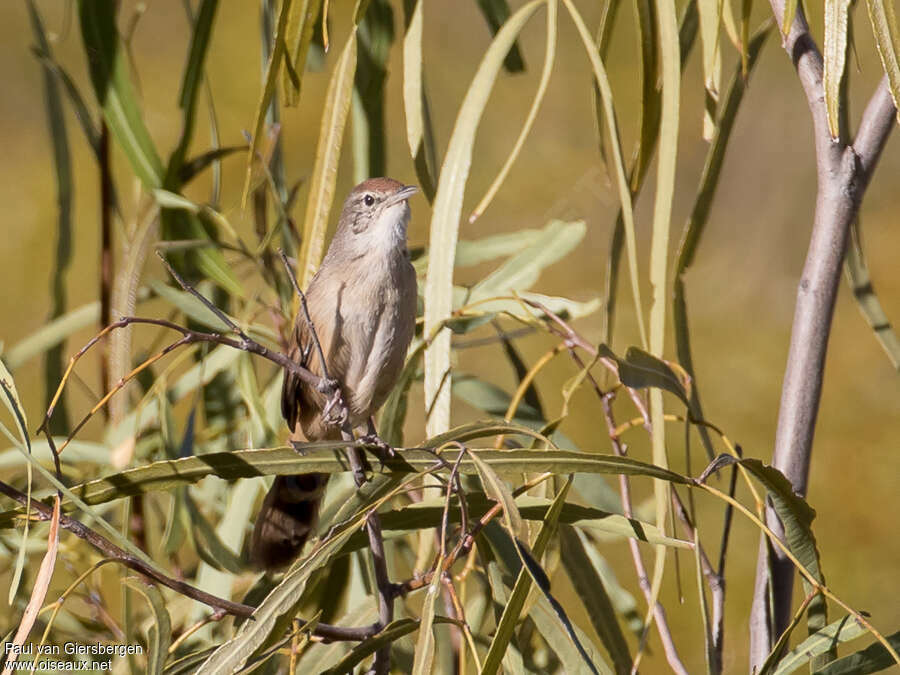 Mégalure du spinifexadulte, identification