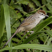 Mégalure fauve