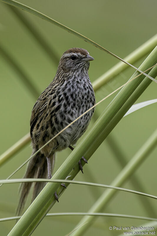 New Zealand Fernbirdadult