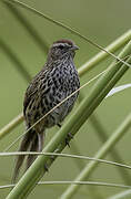 New Zealand Fernbird
