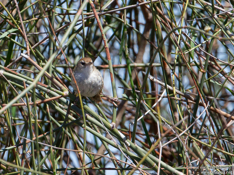 Little Grassbird