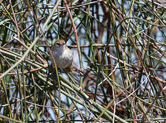 Little Grassbird