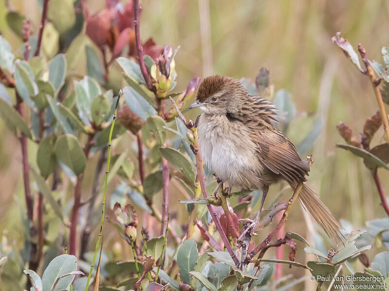 Papuan Grassbird