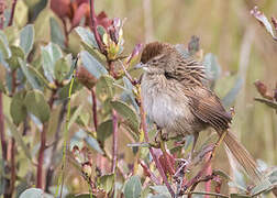 Papuan Grassbird