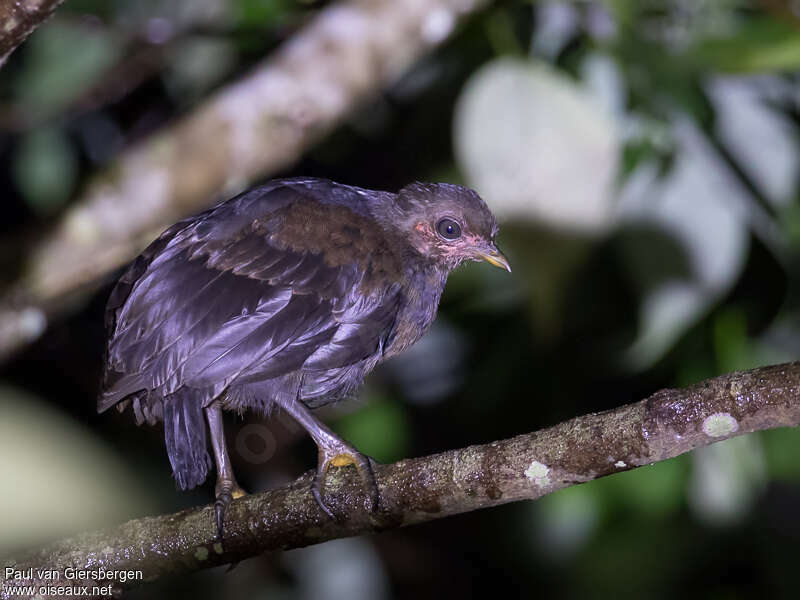 Dusky Megapode