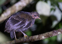 Dusky Megapode