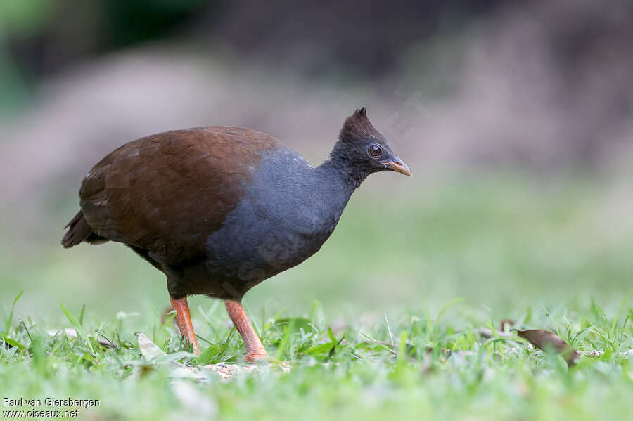 Orange-footed Scrubfowladult, identification