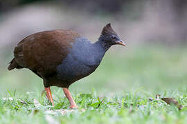 Orange-footed Scrubfowl