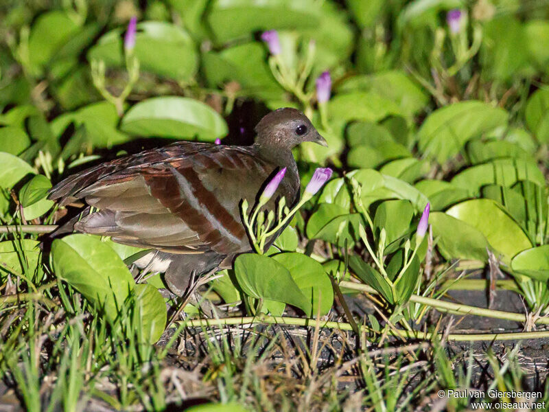 Moluccan Megapode