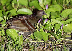 Moluccan Megapode