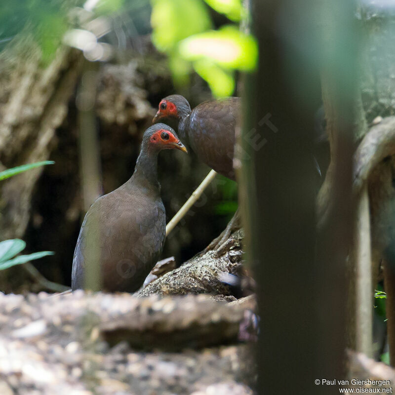 Mégapode des Philippines