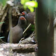 Mégapode des Philippines