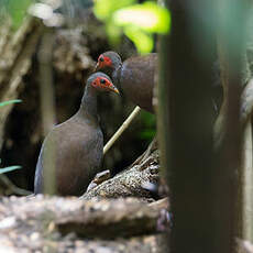 Mégapode des Philippines