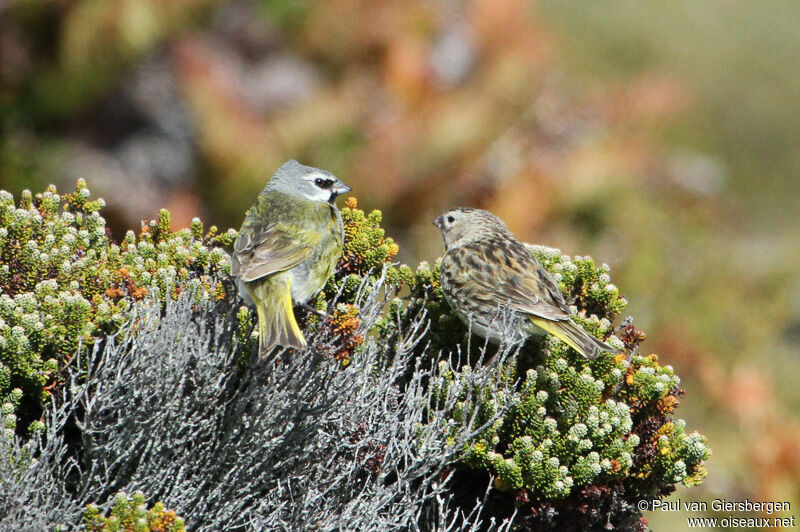 White-bridled Finch