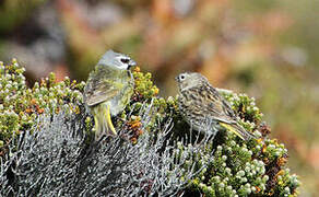 White-bridled Finch