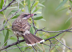 Spiny-cheeked Honeyeater