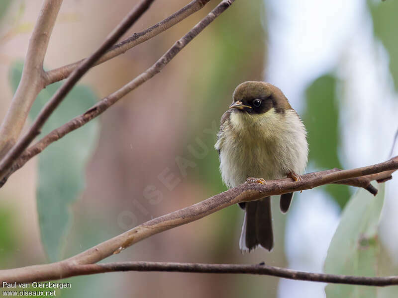 Strong-billed Honeyeaterimmature