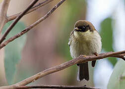 Strong-billed Honeyeater