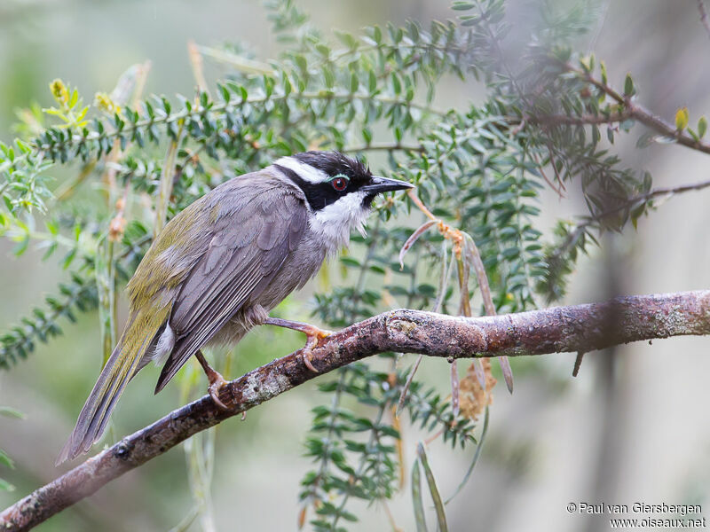 Strong-billed Honeyeater