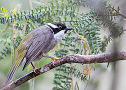 Strong-billed Honeyeater